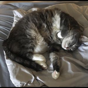 Meet your Posher, Peter